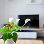 Apartman Serenity